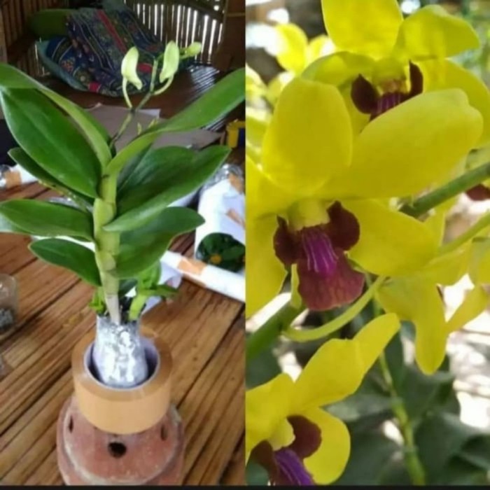 Tanaman Bunga Anggrek Dendrobium Dewasa bunga kuning