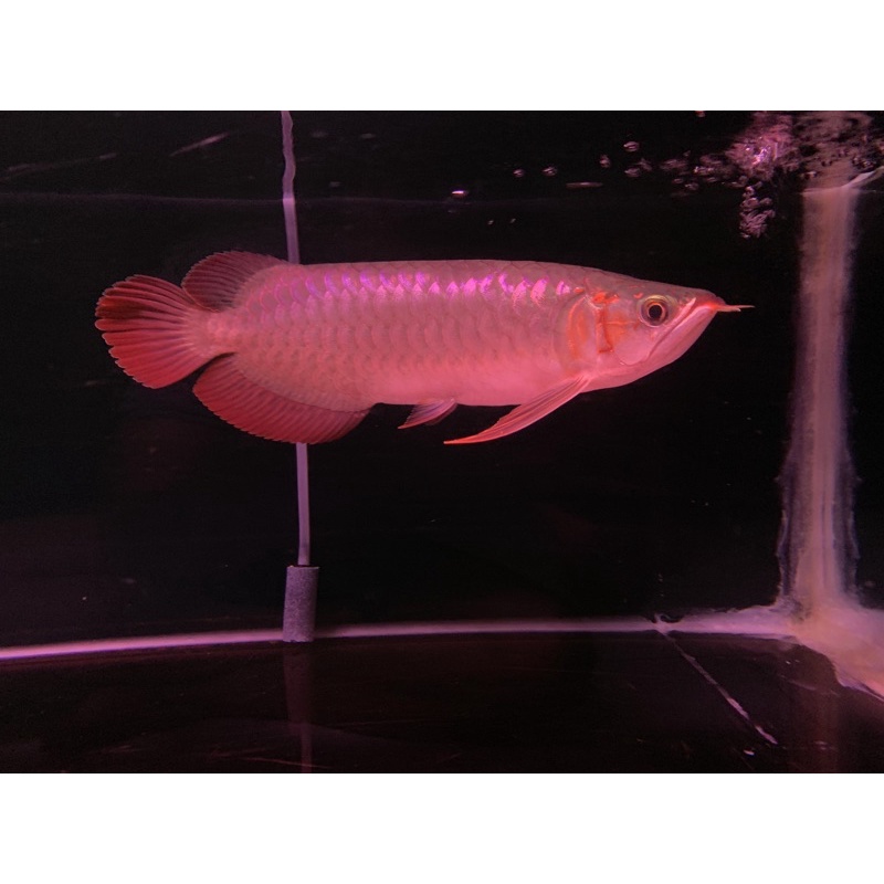 Arwana Super Red Sumo