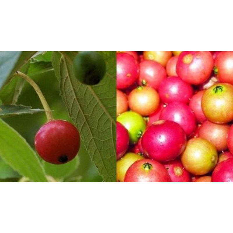 

buah kersem sejuta manfaat