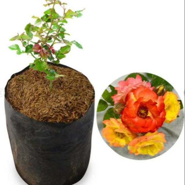 Bibit tanaman bunga mawar floribunda  colorado