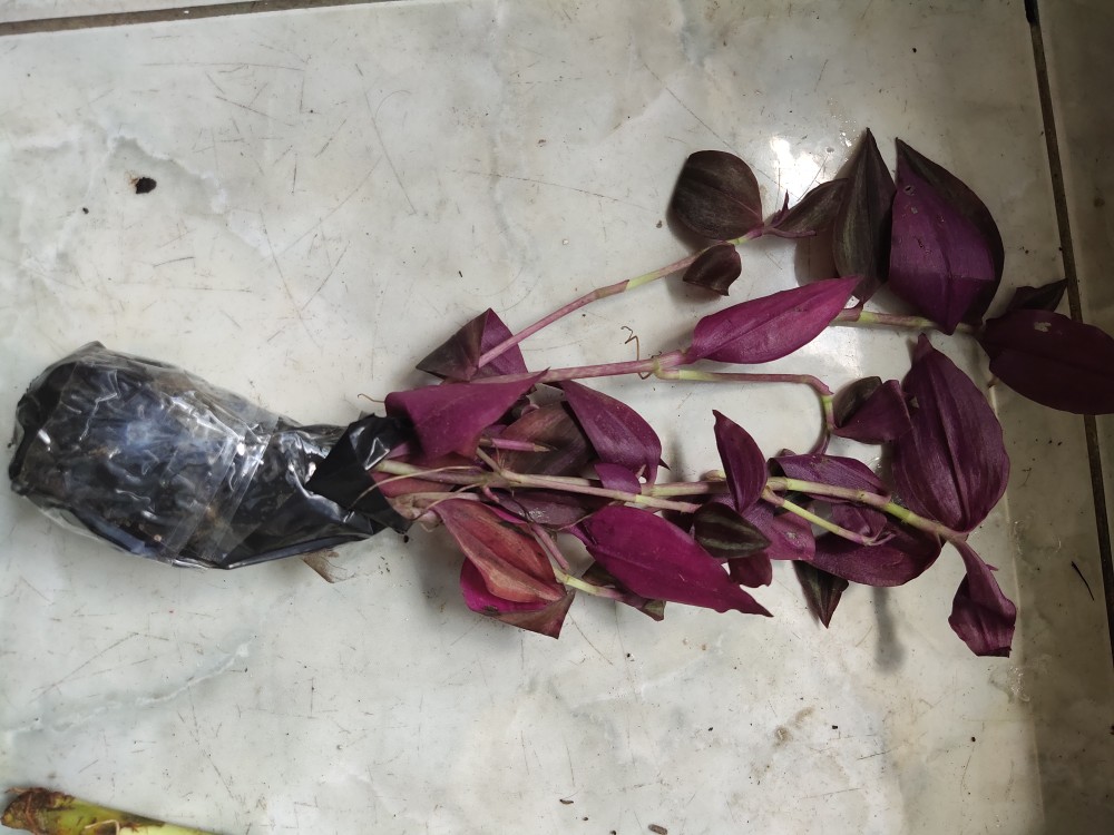 Tanaman Hias Rambat/gantung Tradescantia Zebrina Dark Desire