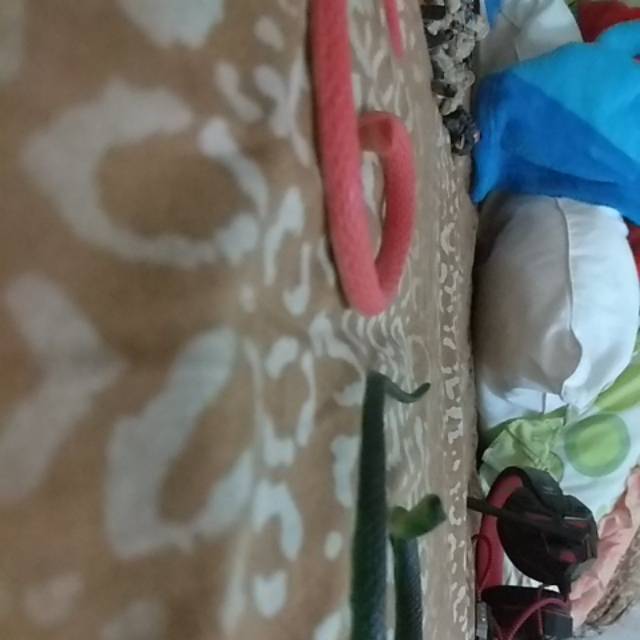 Mainan ular ularan untuk prank