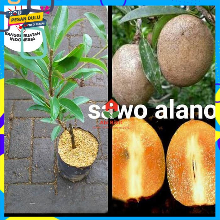 Bibit Tanaman Sawo Alano Jumbo