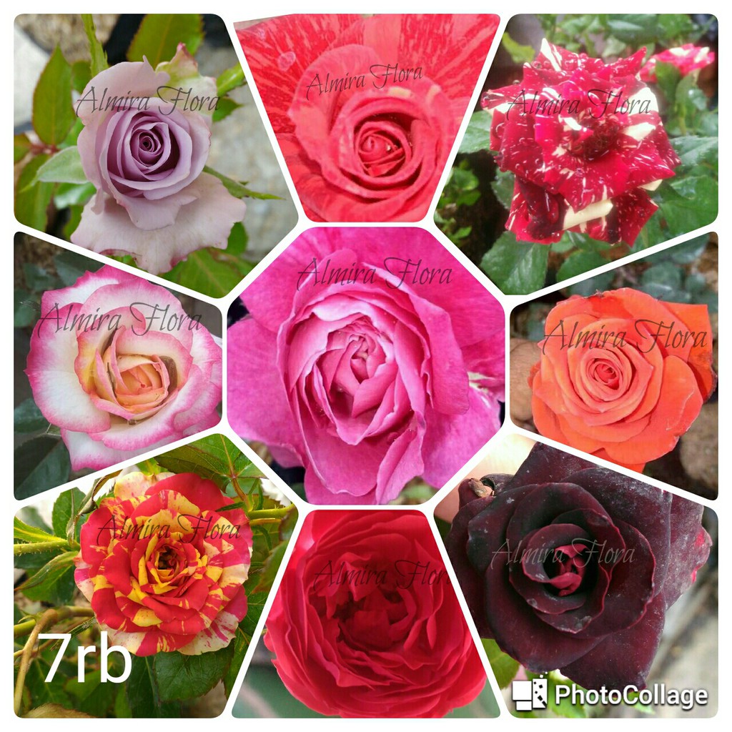 

Tanaman Bunga Mawar Mix 6 Warna