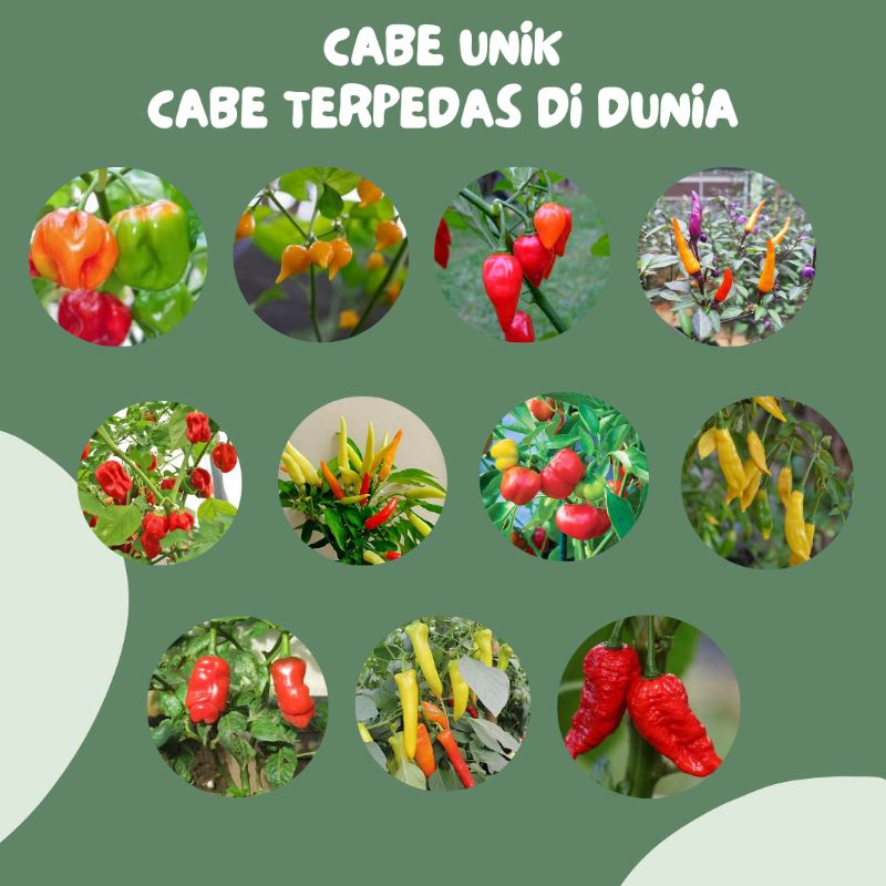 CABE HIAS CABE PEDAS CABE UNIK