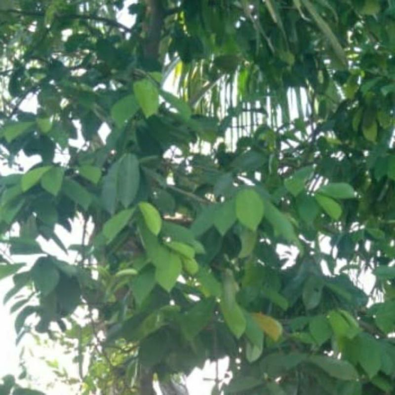 

Daun Sirsak Segar Fresh Organik