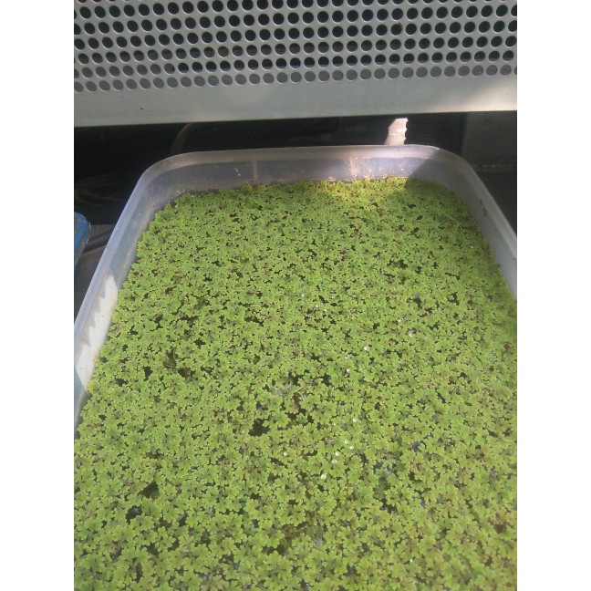 Gunting Rumput - Tanah Media Tanam - Pupuk Azolla Microphylla Bibit. Flash Deal