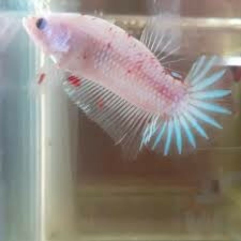 ikan cupang cello / ikan cupang besgelan