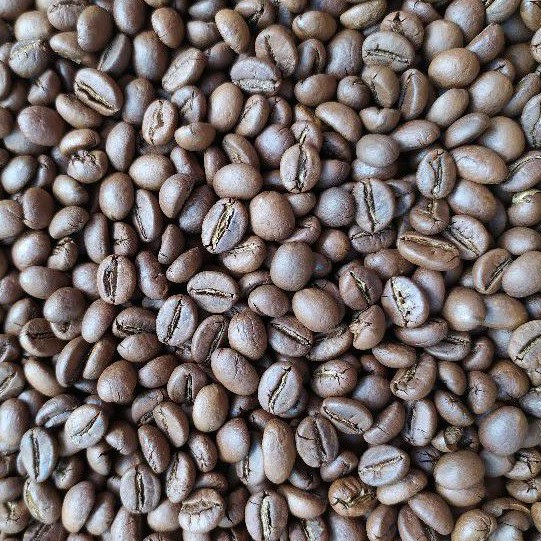 

Kopi robusta muria