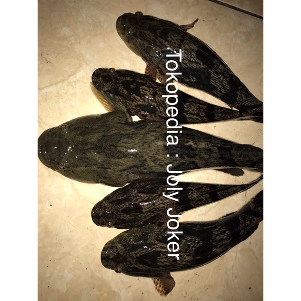 Ikan Betutu / Gabus Malas / Boboso / Soon Hock Ukuran 31-35CM