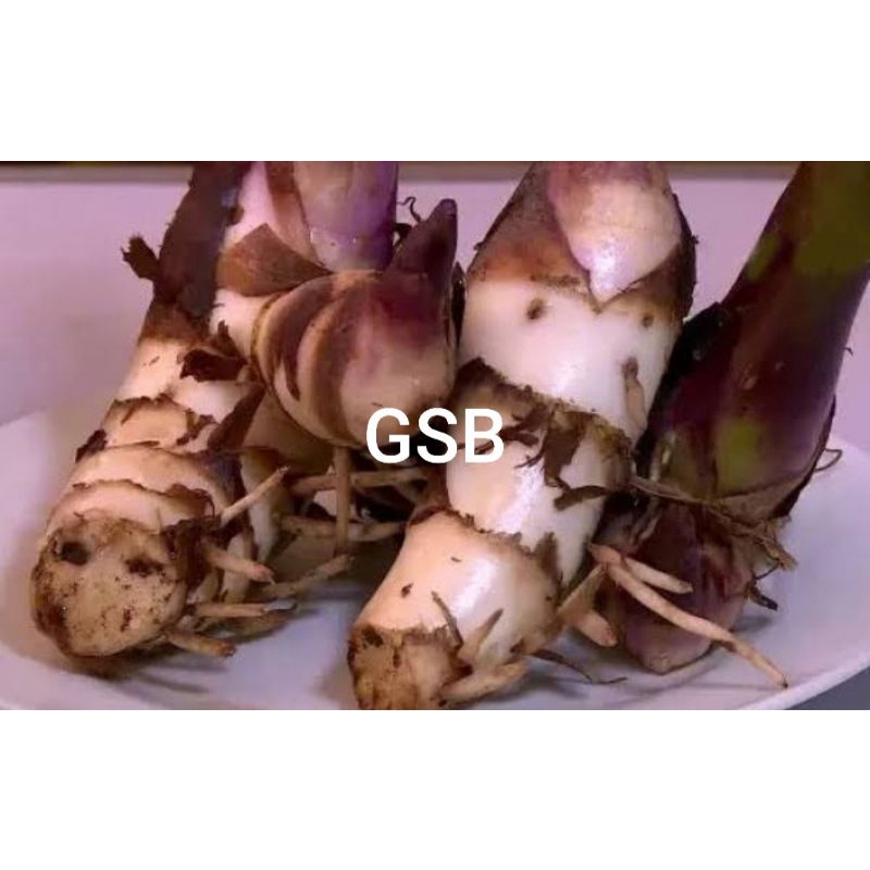 

Umbi ganyong merah segar 1 kg bisa untuk bibit