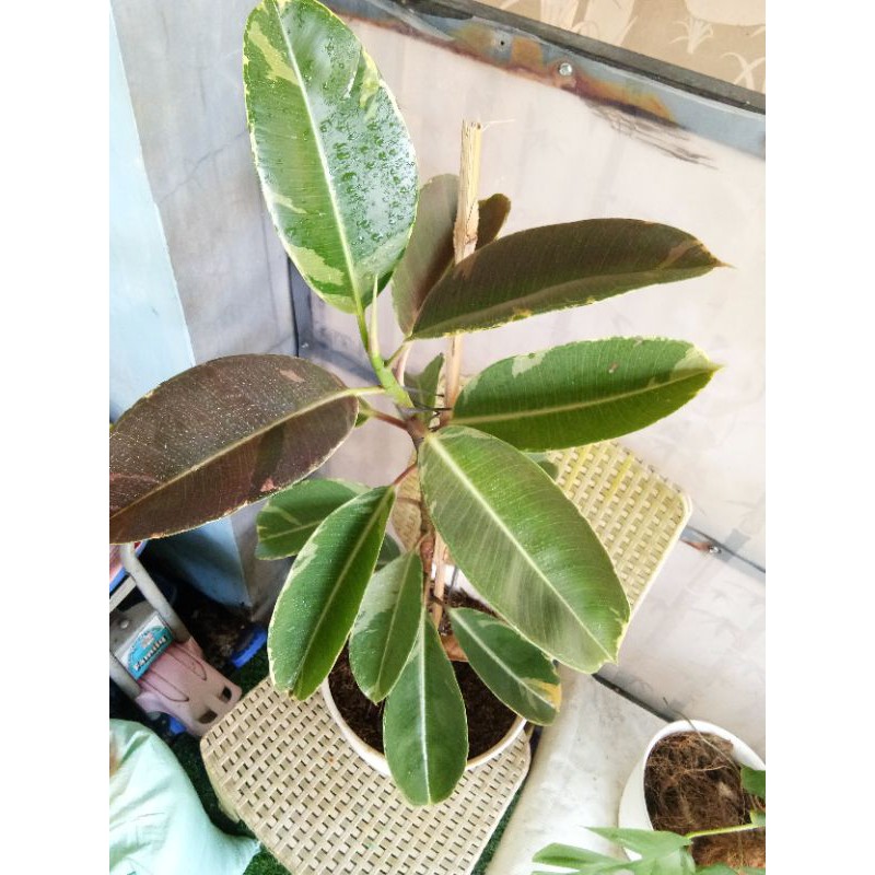 Karet kebo Variegata / Ficus variegata
