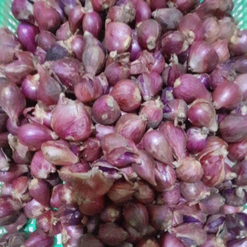 

bawang merah brebes super