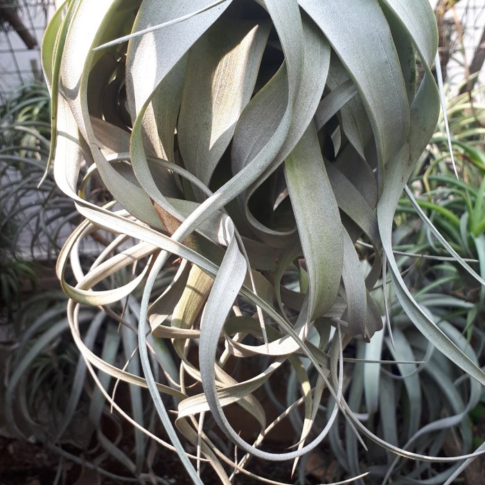 Tillandsia xerographica