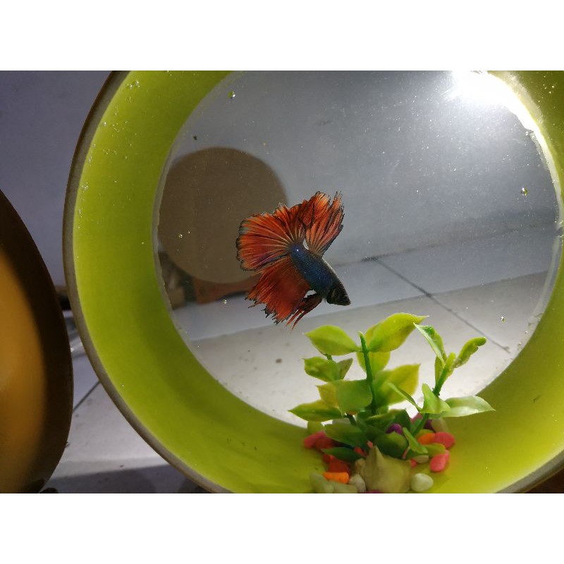 aquarium mini bulat terbuat dari paralon diameter 22 cm tebal 9 cm aquarium ikan hias ikan cupang ik