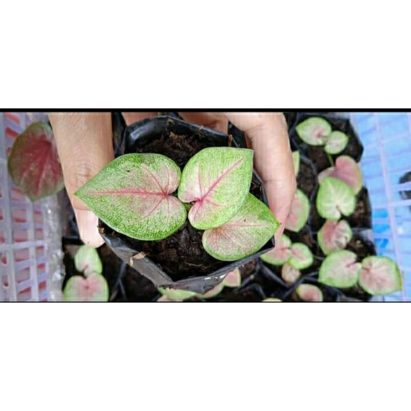 Caladium/Keladi Raspberry Moon/Thai Series