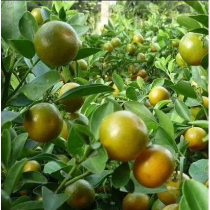 Bibit Jeruk Sonkit Termurah