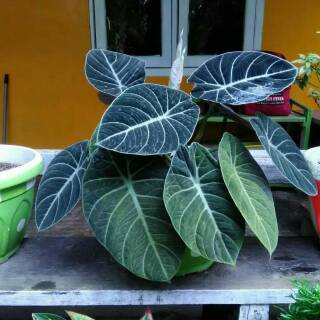 Alocasia Black Velvet Keladi Tengkorak Black Velvet Shopee Indonesia