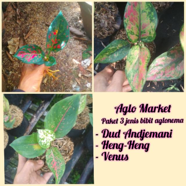 bibit aglonema I paket 3 tanaman aglonema