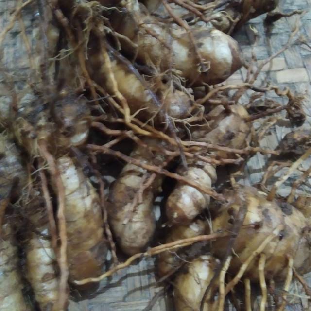 

Jual kunyit temu putih pres segar.