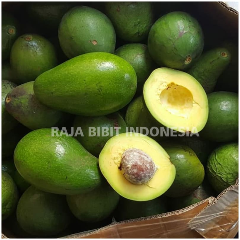 Bibit Tanaman Buah Alpukat Mentega