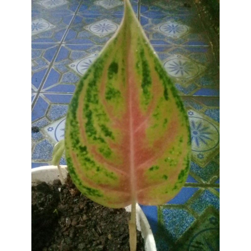 Anakn Aglonema Jamela Jackpot 1 daun