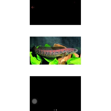 Channa Asiatica Rs pure 5-6 cm Red strip/Full Mutiara