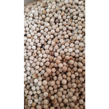 

LADA / MERICA 500 GRAM SIAP PAKAI