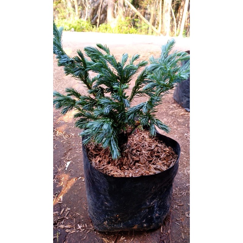 cemara perak / cemara silver