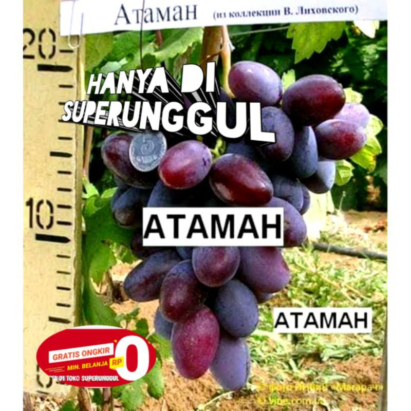 Bibit Anggur Import Jenis Atamah