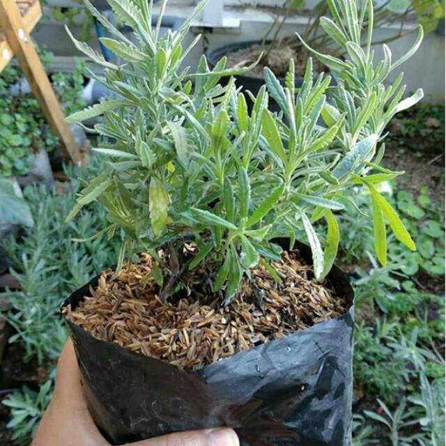 Bibit tanaman bunga lavender- tanaman hias bunga lavender