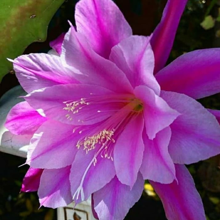 Bibit bunga wijaya kusuma epiphyllum perfect bloom-bunga hidup murah-tanaman hidup-wijaya kusuma-tanaman bunga hidup-bunga gantung tanaman hias-tanaman bunga hidup-bunga gantung hidup