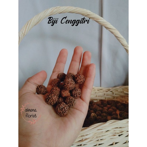 15 Biji Cenggitri/Pinus /perlengkapan tasbih/biji-bijian/kerajinan/craft/diy/biji rotan/biji salak