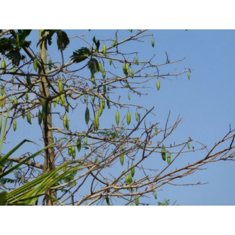 BATANG POHON KAPUK RANDU / RANTING KAPUK RANDU RANTING RANDU