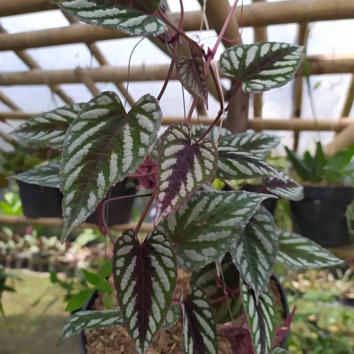 Tanaman Sirih Keraton atau sirih wulung