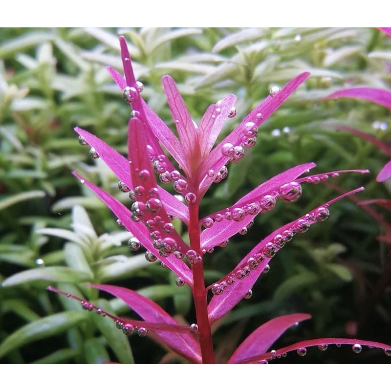 Rotala fujian - tanaman aquascape