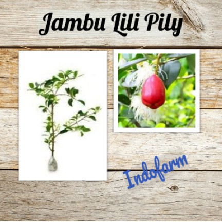Tanaman Bibit Buah Jambu Lili Pily