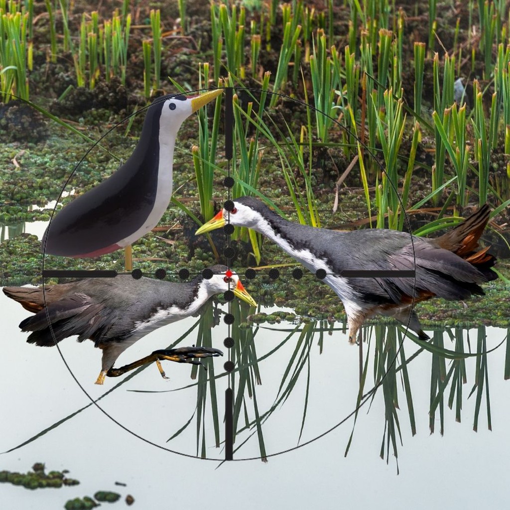 710 Gambar Patung Burung Ayam Ayaman Terbaik