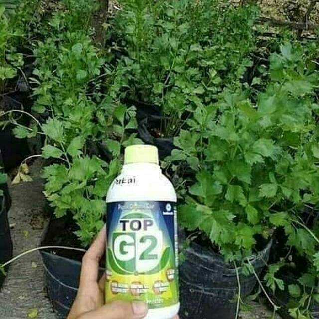 PUPUK TOP G2 (pupuk Cair)