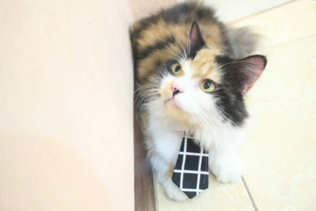 Dasi Panjang Long Tie Untuk Kucing Aksesoris Hewan Kucing