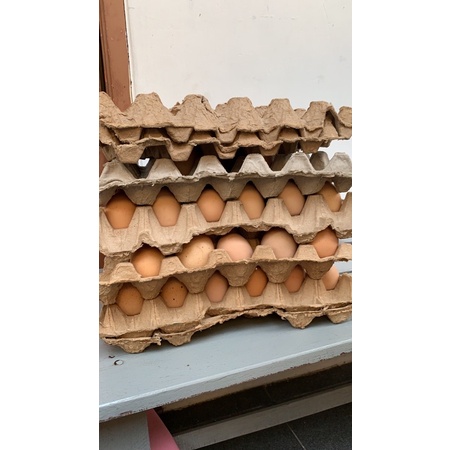 

telur ayam negeri