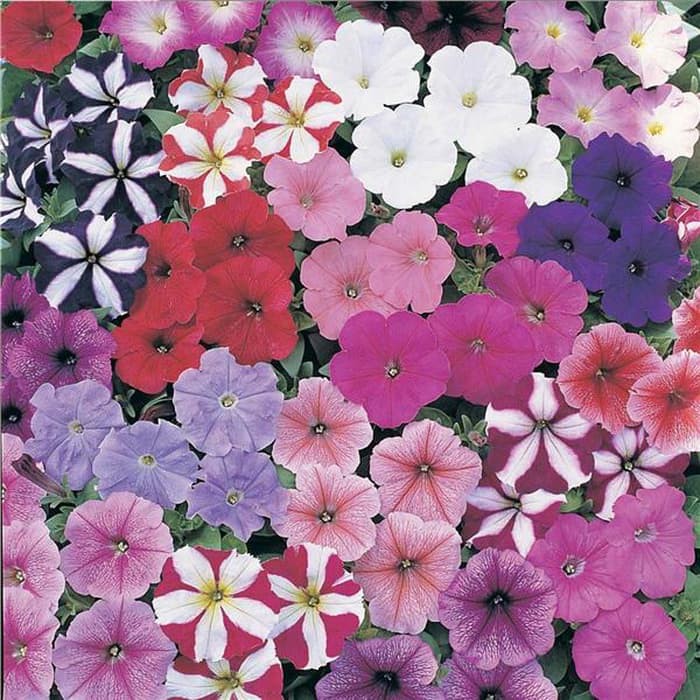 Benih Bibit Biji - Bunga Dwarf Petunia Mix Flower Seeds - IMPORT