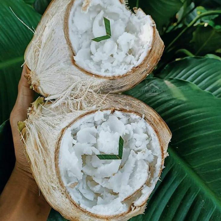 Terbaru Bibit kelapa kopyor/kelapa kopyor/bibit kelapa kopyor genjah