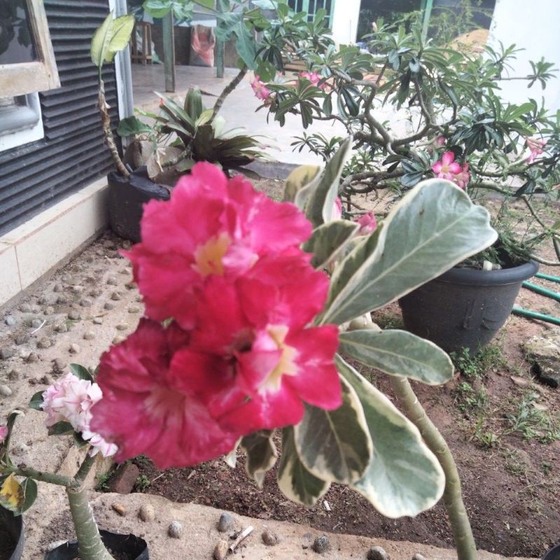 adenium progon varigata