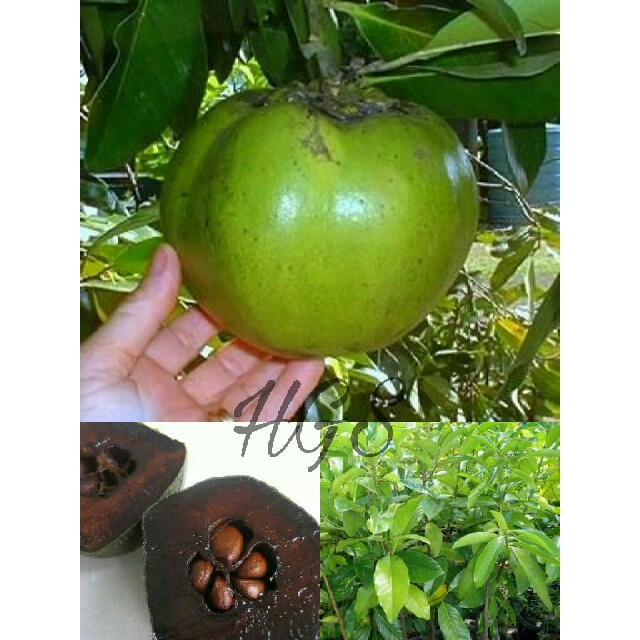 TANAMAN BUAH SAWO HITAM BLACK SAPOTE