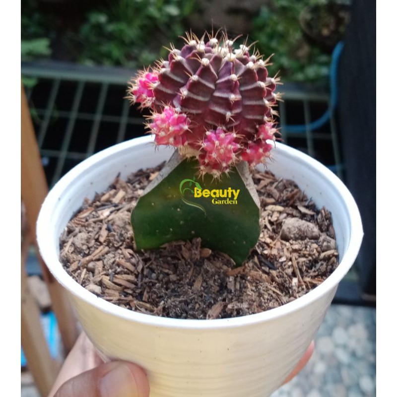 Kaktus grafting siklam / gymno ungu