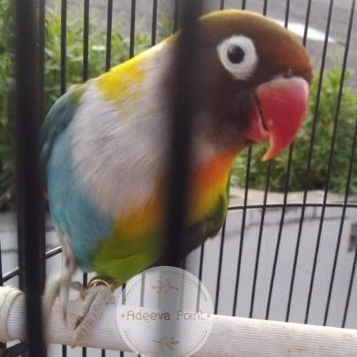 Burung Lovebird Adeevapoint | Hs Unik | Halfsider | Dewasa