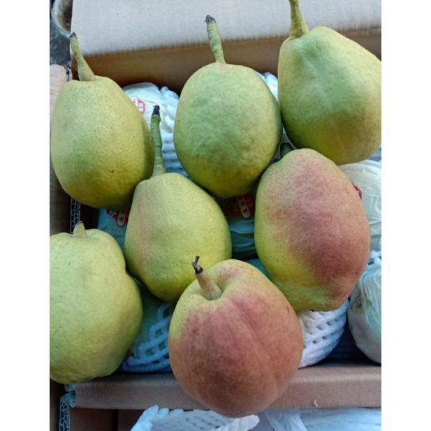 

BUAH PIER XIANG LIE MANIS SEGAR BANYAK AIR PENCEGAH PANAS DALAM - 1KG