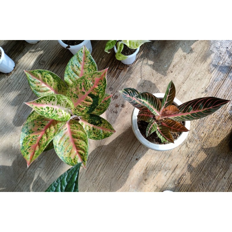 Aglonema Pos Sumatra, Mahasety