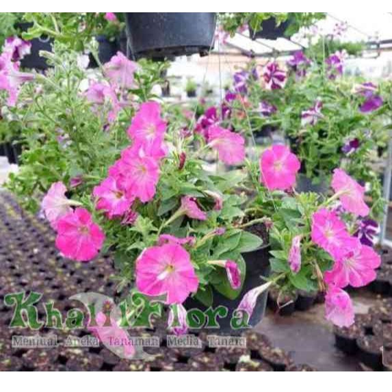 Tanaman Bunga Hias - Tanaman Pot Gantung Petunia
